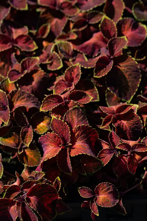 Coleus Annual