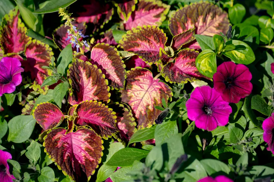 Coleus Petunia Annual Planter