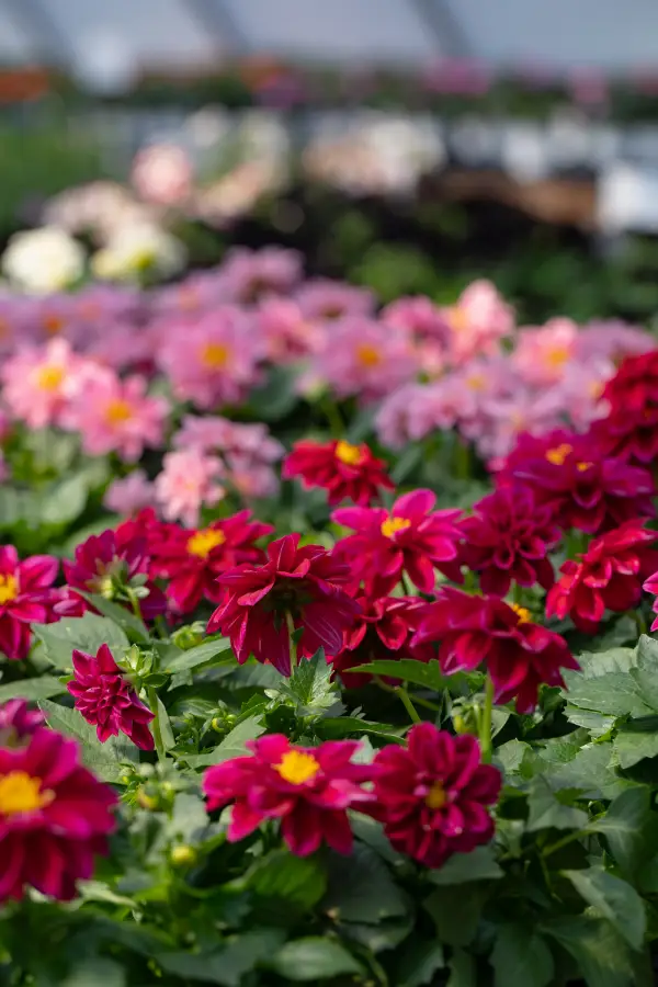 Dahlia Annual Pink Red