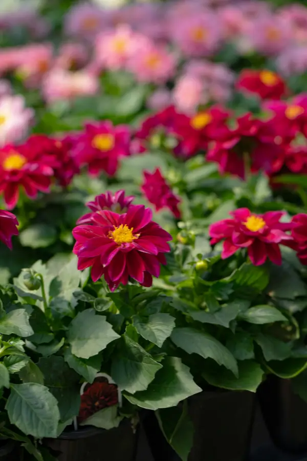 Dahlia Annual Plants Red
