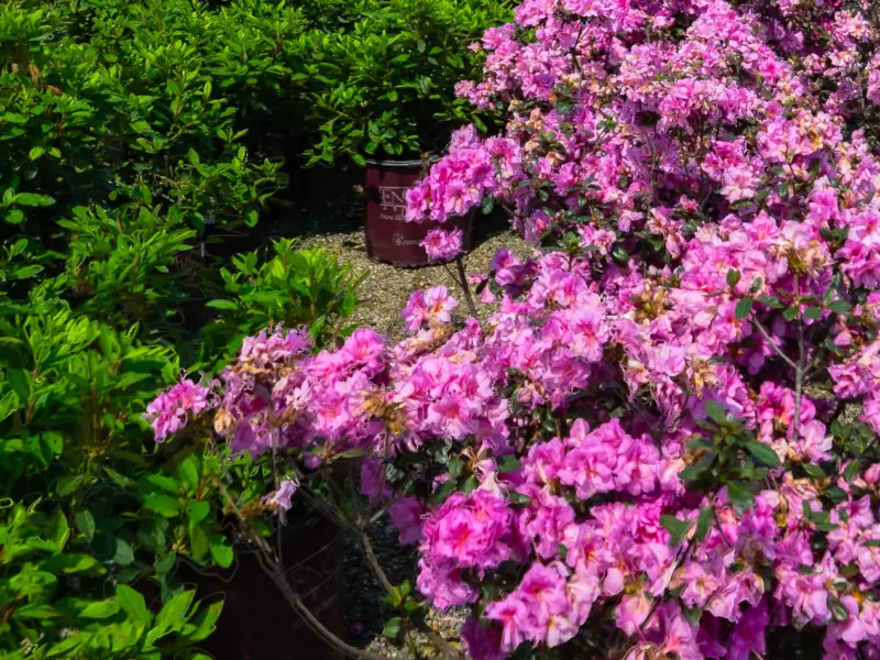 Vibrant pink azalea flowers in lush garden