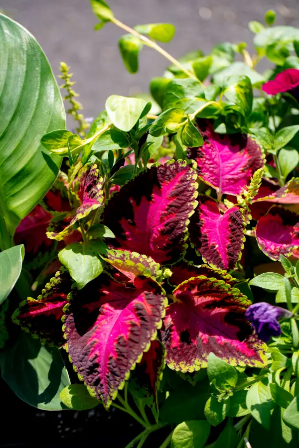 Flower Annual Planter Coleus