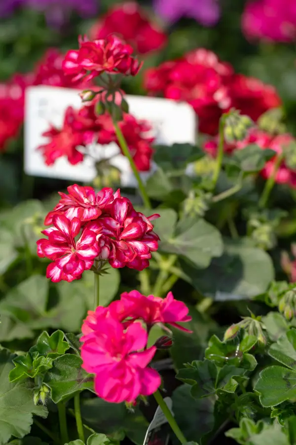 Geranium Annual Plants