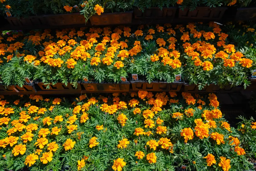 Marigold Bedding Annual Flat