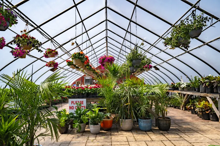 Palm Tree Annual Flower Greenhouse