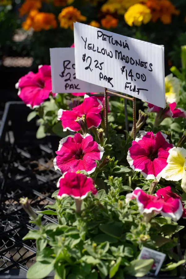 Petunia Annual Trailing