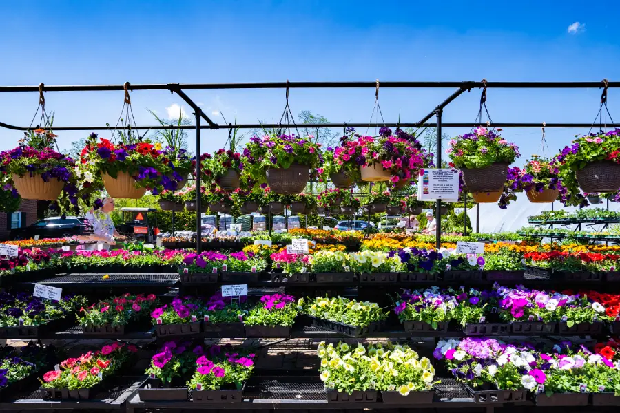 Petunia Bedding Annual Flower Hanging Basket
