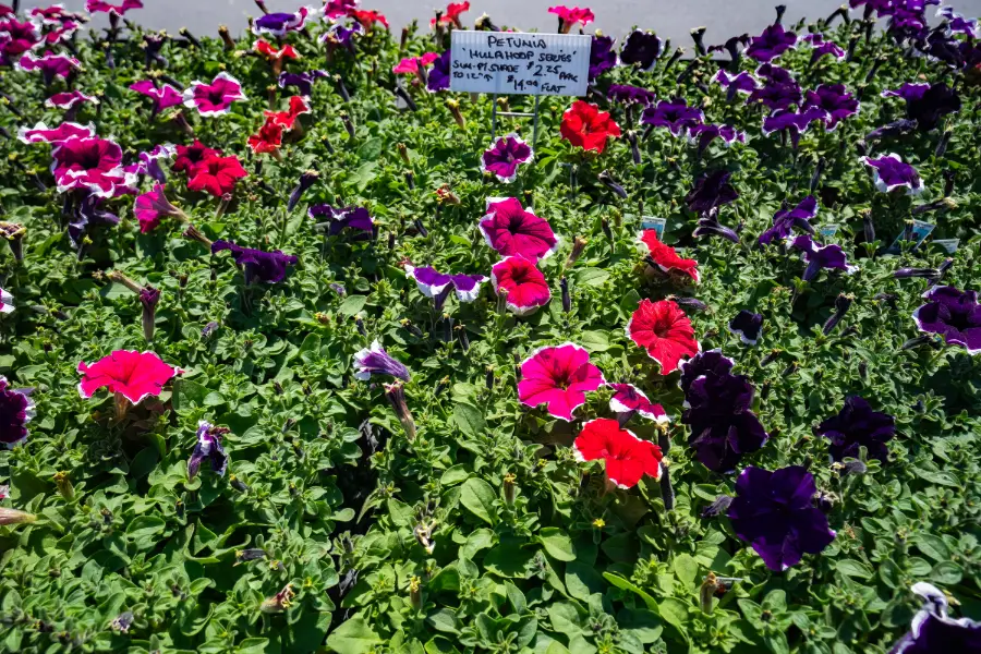 Petunia Bedding Annual Hanging Basket Planter