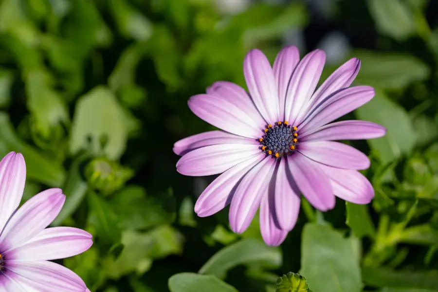 Pink Bloom Plant Annuals