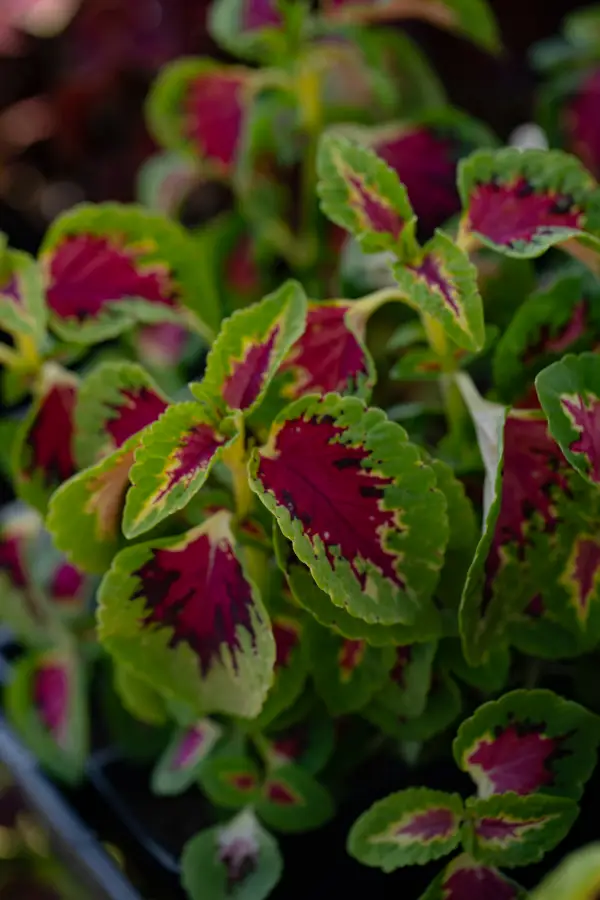 Plants Coleus Annual