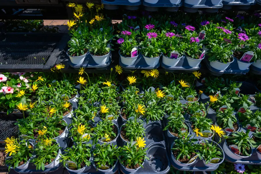 Rows Of Annual Plants
