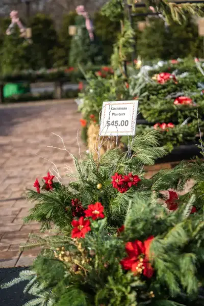 Christmas Planters