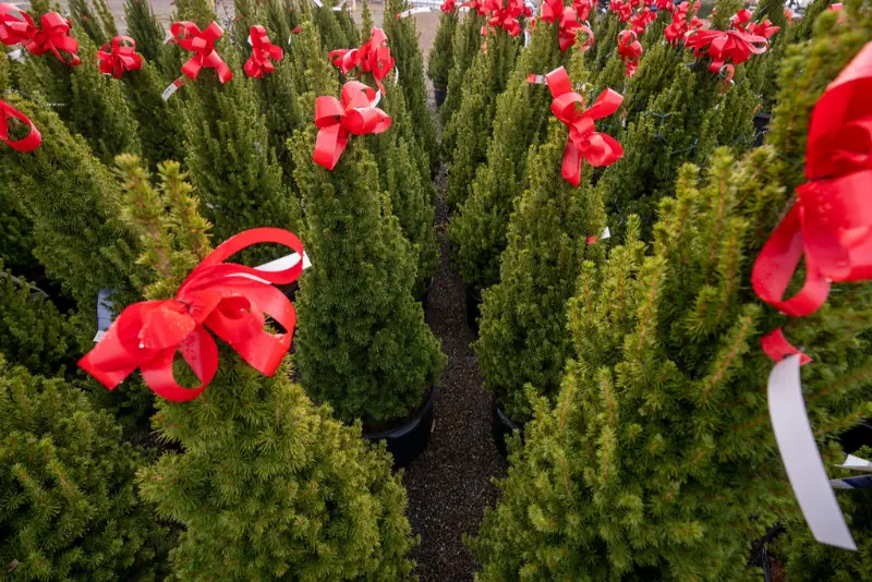 Mini Christmas trees with red bows in pots.