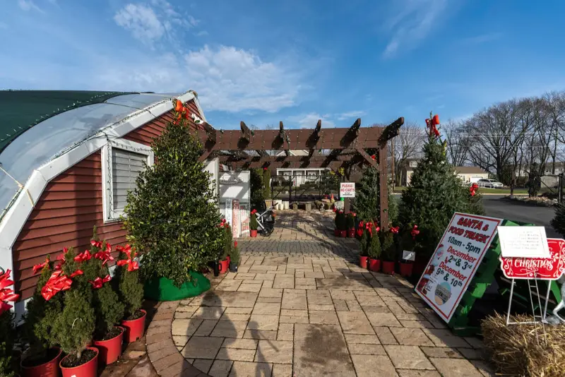 Christmas tree lot with festive decorations.