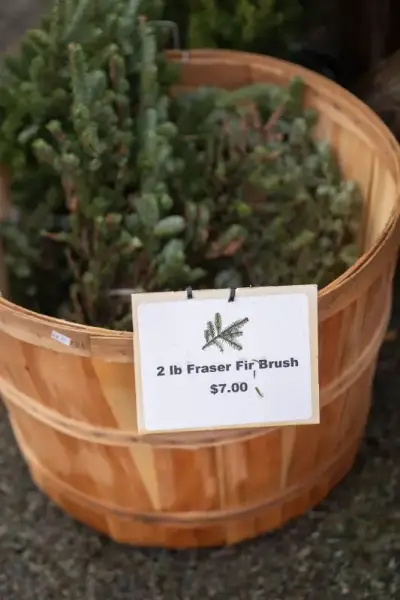 Fraser Fir Brush