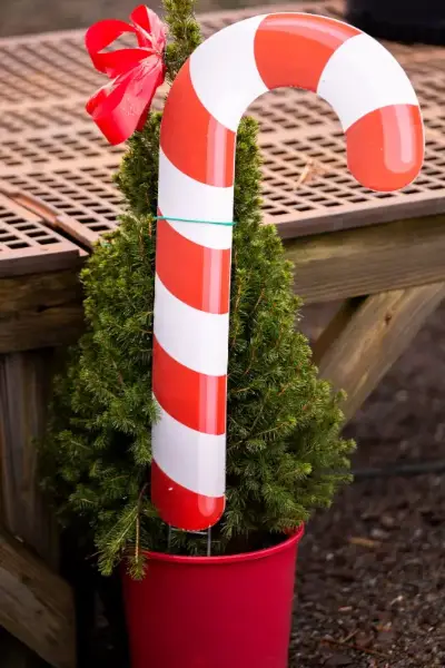 Candy cane decoration in potted pine tree.