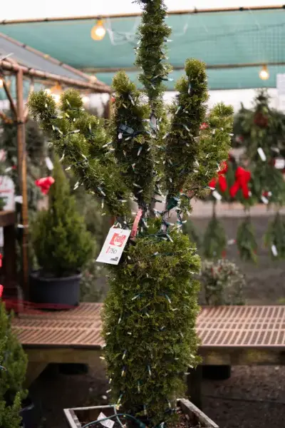 Mini Christmas Trees