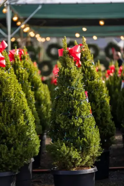 Potted Christmas trees with red bows in market