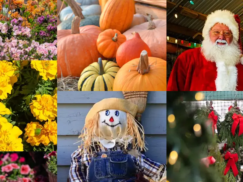 Seasonal decorations and flowers for fall and Christmas.