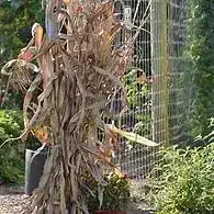 Decorative Cornstalks For Sale