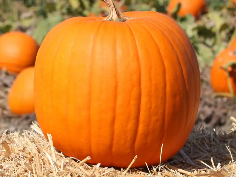 Pumpkin on haystack in pumpkin patch