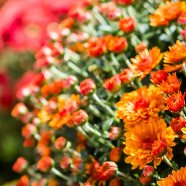 Multi Colored Mums