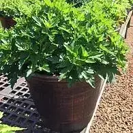 Mums Faux Wooden Basket Planters