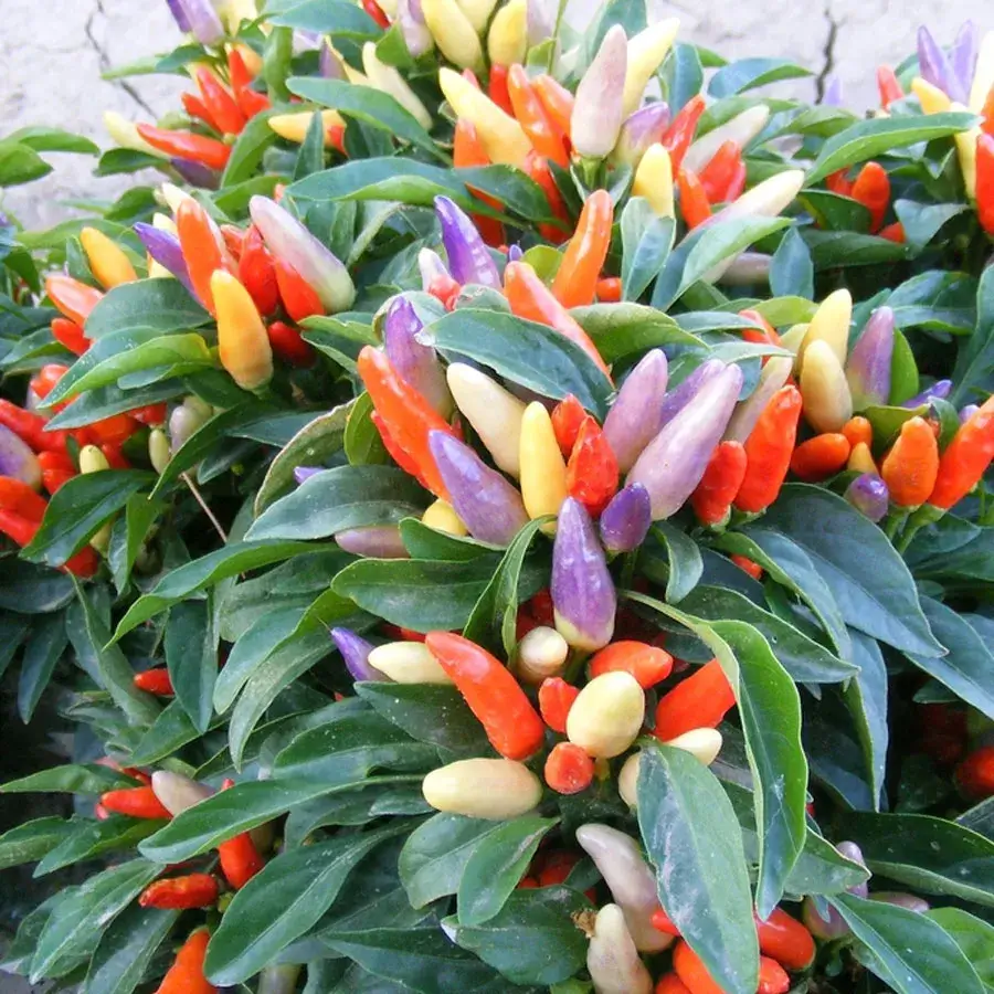 Ornamental Pepper Plants