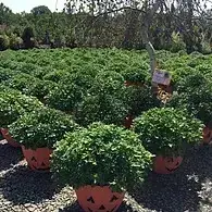 Happy Face Pumpkin Holders Containing Mums