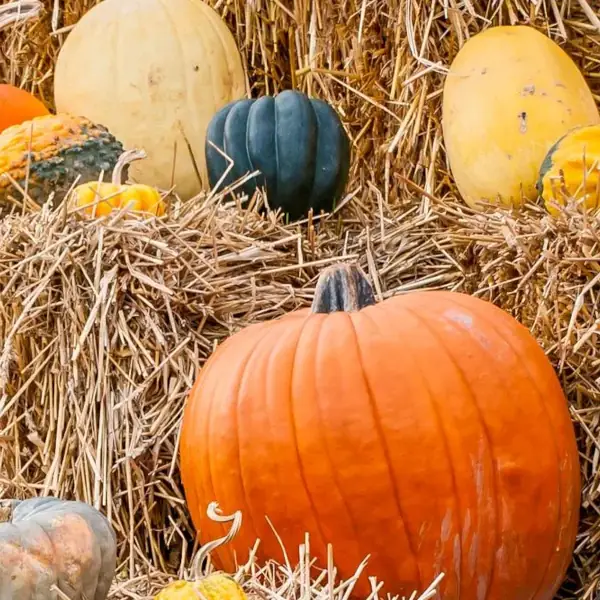Squash Gourds Pumpkins Straw Haystacks
