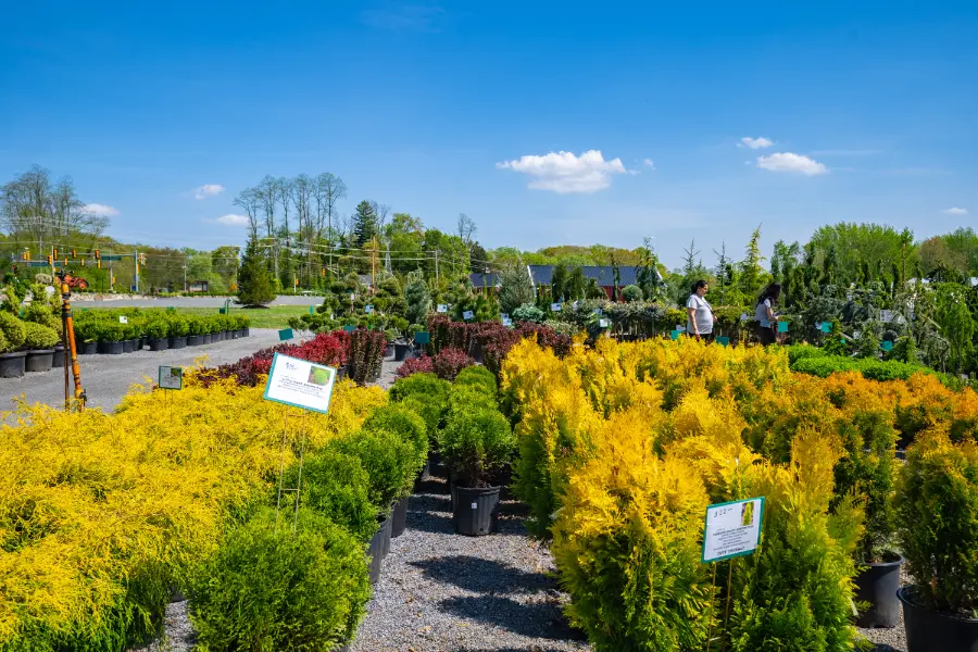 Arborvitae Goldthread Cypress Barberry Specimen