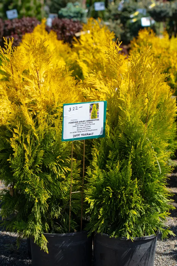 Arborvitae