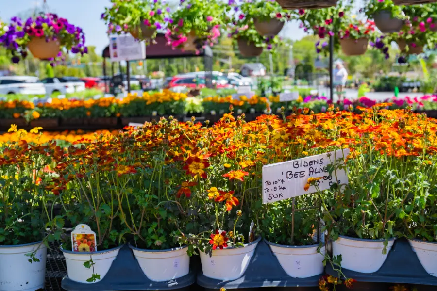 Assorted Bidens