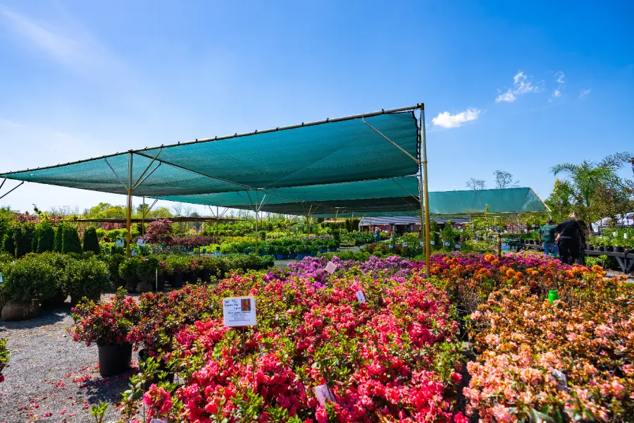 Azalea Boxwood Deciduous Evergreen Orange