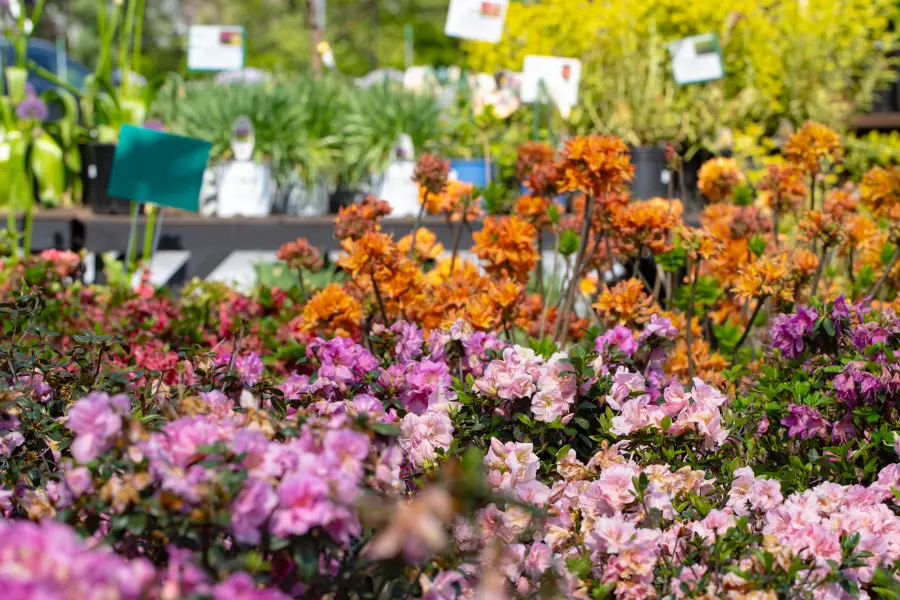 Azalea Orange Deciduous Evergreen