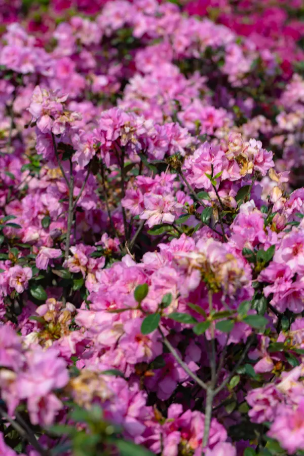 Azalea