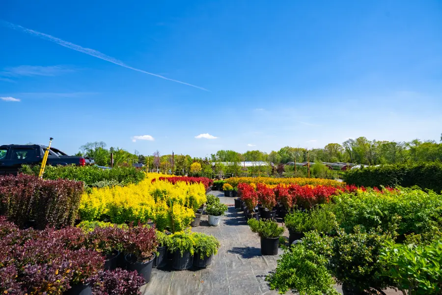 Barberry Red Yellow