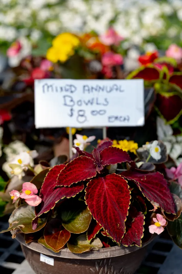 Begonia Coleus