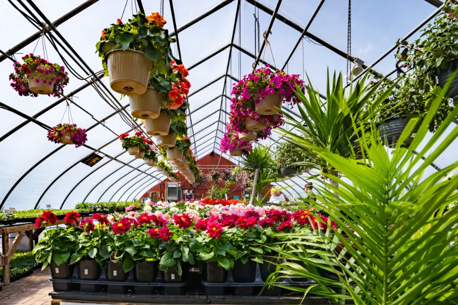 Begonia Dahlia Palm Fuchsia