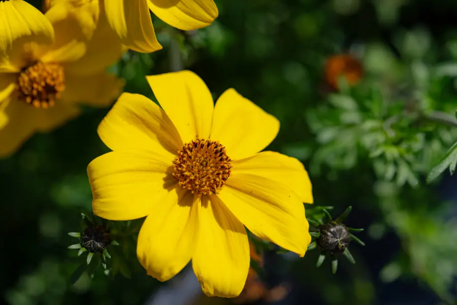 Bidens Flowers