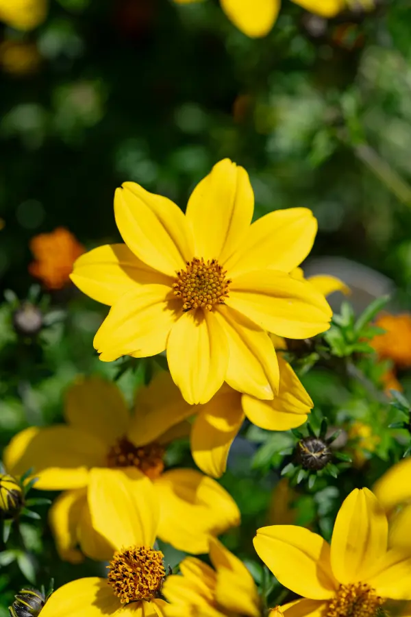 Bidens Yellow Bloom