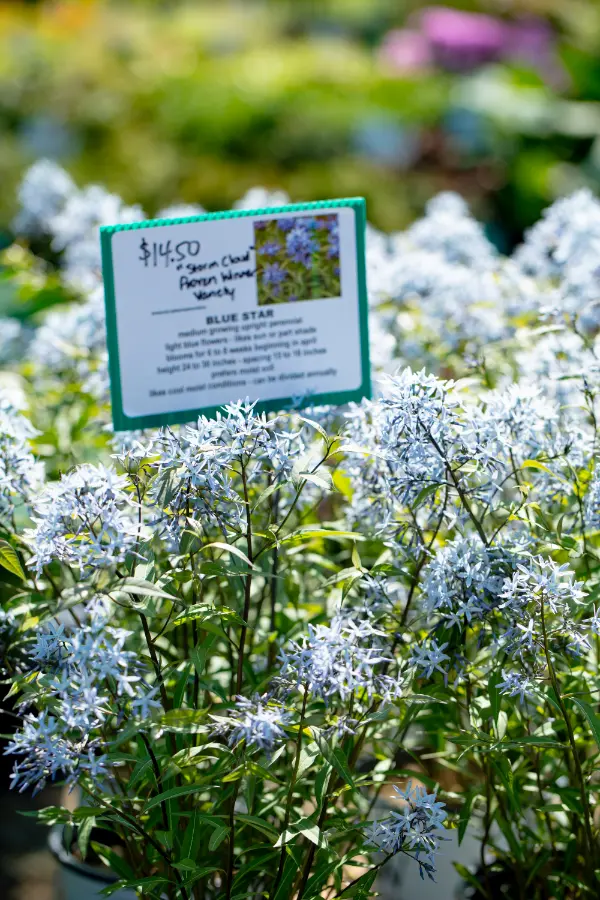 Blue Star Amsonia