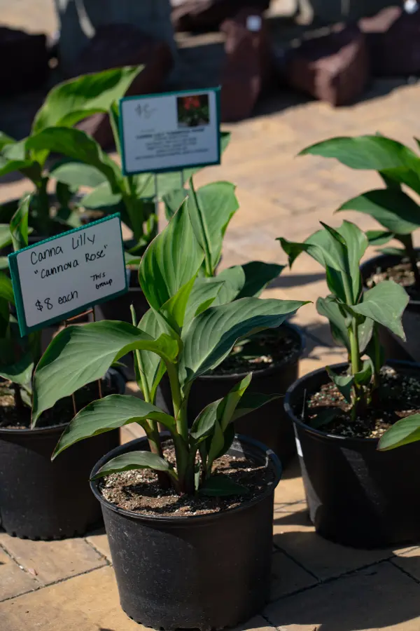 Canna Lilly Tropical