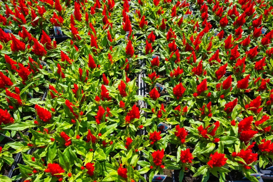 Celosia Bedding