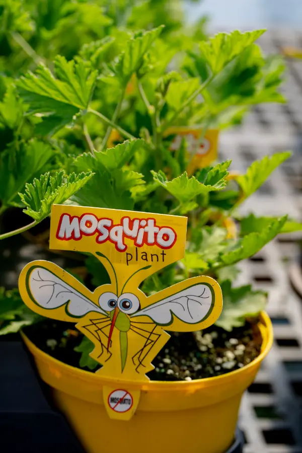 Citronella Mosquito