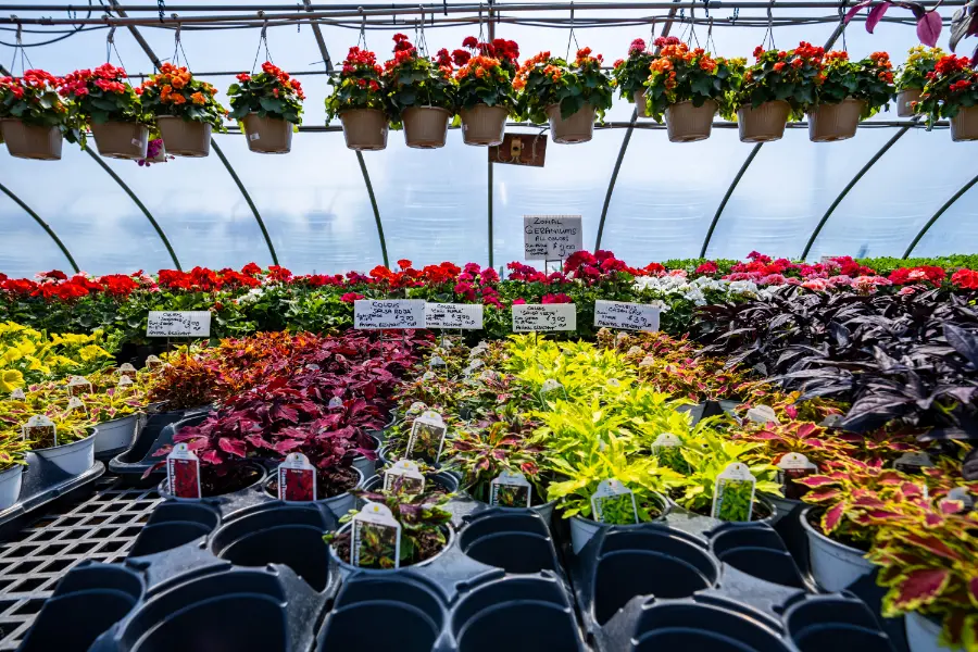 Coleus Mixed Colors
