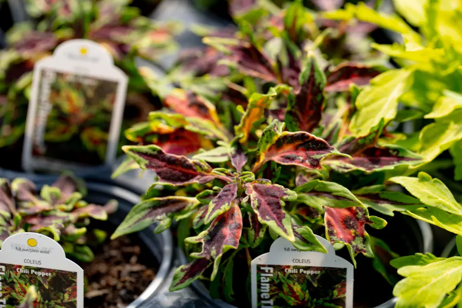 Coleus