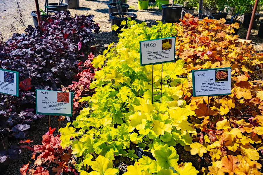 Coral Bells Heuchera Perennial