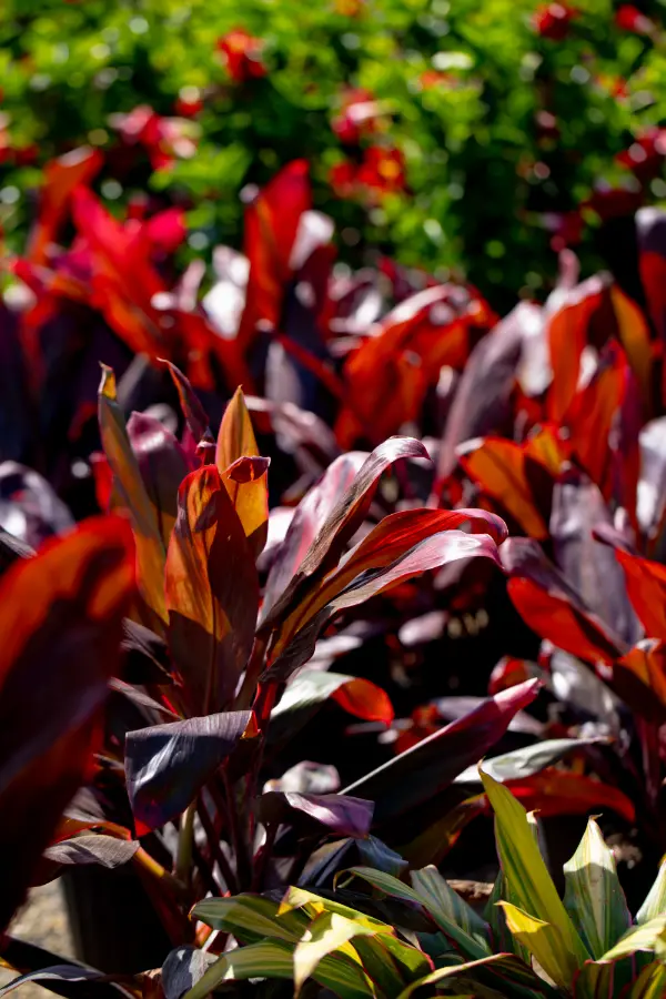 Cordyline