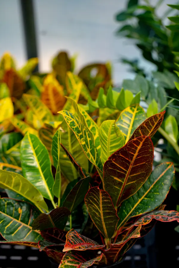 Croton Tropical Indoor